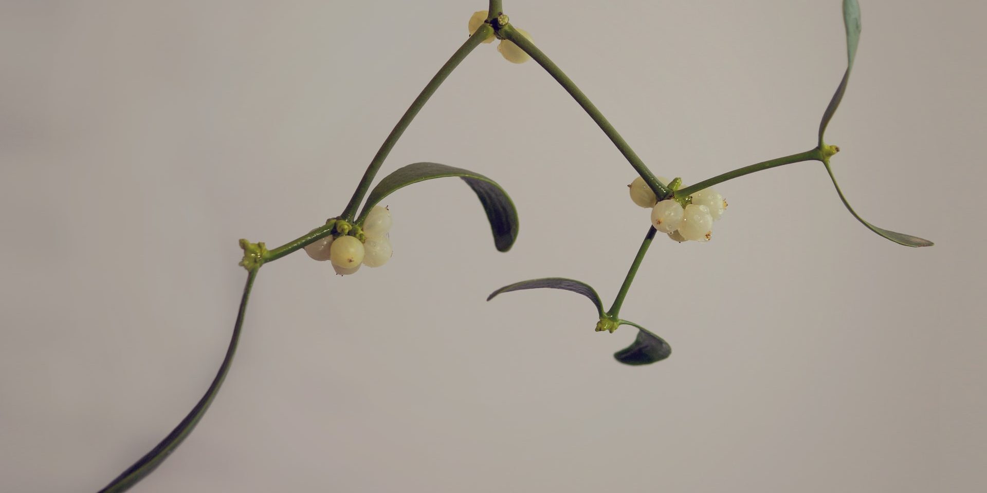 Mistletoe - Walter de La Mare - Words of Wonder - Mindfulness Association