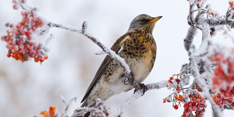 The Darkling Thrush - Thomas Hardy | Mindfulness Association